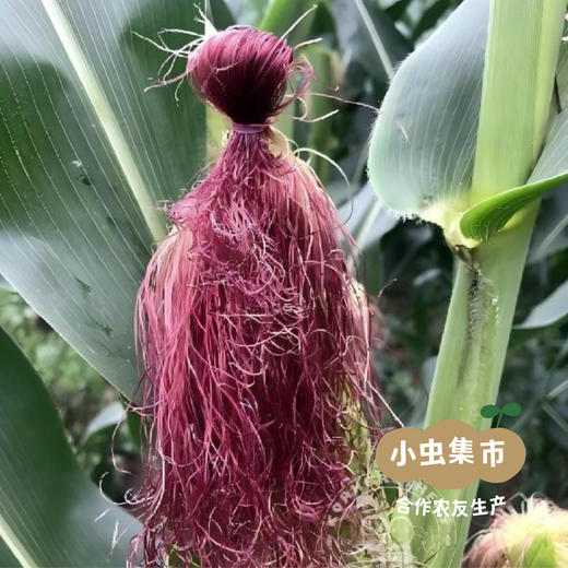 有机鲜食黑糯玉米棒 （非即食需加热食用） | 合作农友生产，来自山西忻州，生产者：玉米兄弟 *【公平贸易农人定价】 商品图10