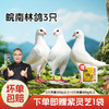 【杨博士皖南土鸽】林间散养  皖南鸽子  孩子孕妇首选 鸽王 3只原粮饲喂 商品缩略图0