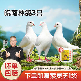 【杨博士皖南土鸽】林间散养  皖南鸽子  孩子孕妇首选 鸽王 3只原粮饲喂