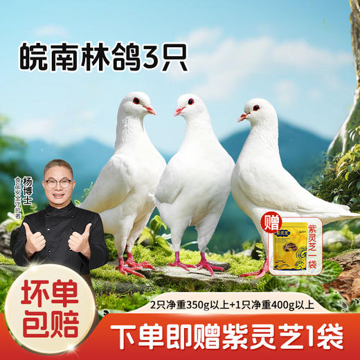 【杨博士皖南土鸽】林间散养  皖南鸽子  孩子孕妇首选 鸽王 3只原粮饲喂 商品图0