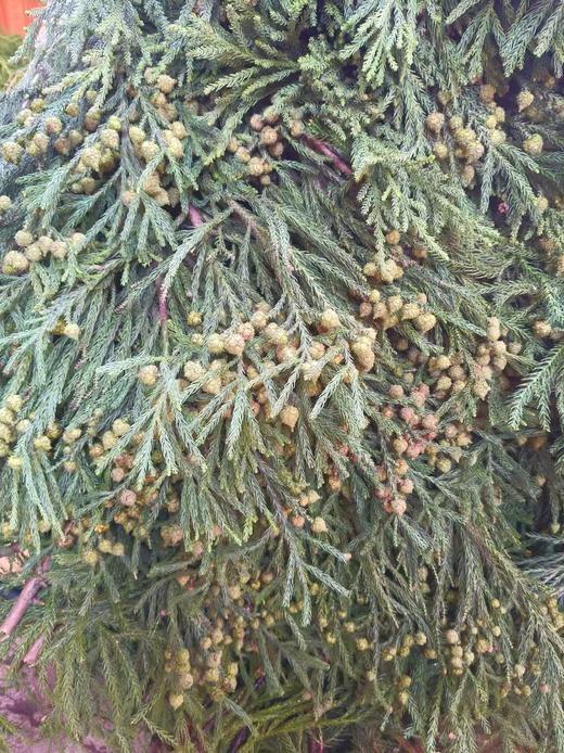 少女 果 商品图0