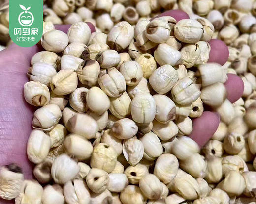 豪哆咪建宁通芯白莲子干货（中果）/1份（250g*2包）生产日期：25年11月补单专用 商品图2