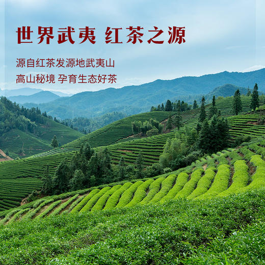 八马茶业｜马到成功骏眉红茶（品相大罐）地标产区正宗原产300g 商品图1