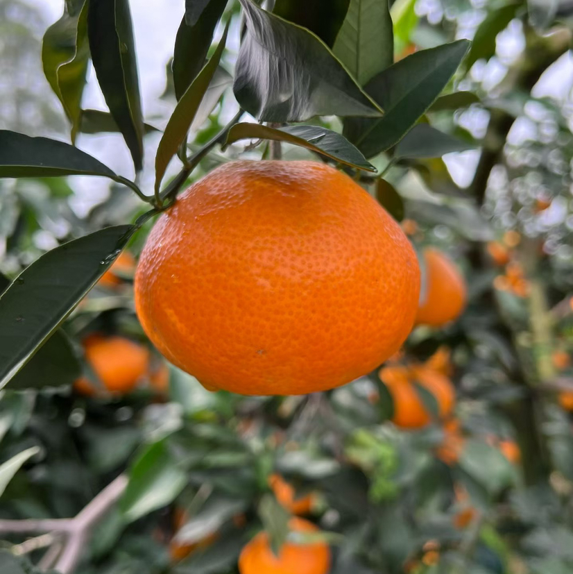 【有机认证】有机爱媛老树红美人果冻橙 入口化渣 果冻样细腻