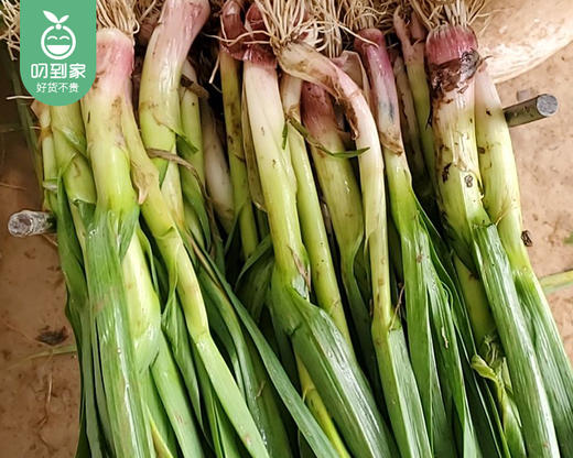 【叼鲜蔬】闽南古宅红头蒜苗/1份（约100g） 商品图2
