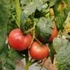 阳瑞有机番茄西红柿 有机种植现摘现发蔬菜【顺丰快递】 商品缩略图1