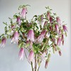 紫斑风铃丨草花 商品缩略图1