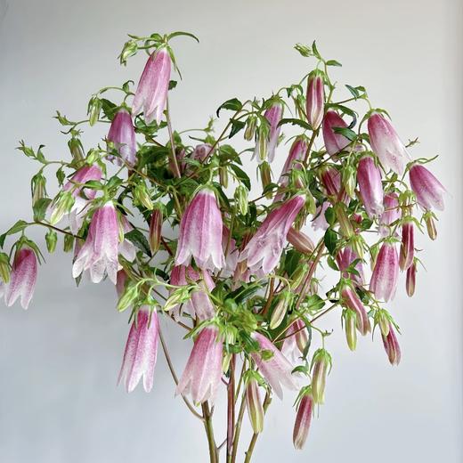 紫斑风铃丨草花 商品图1