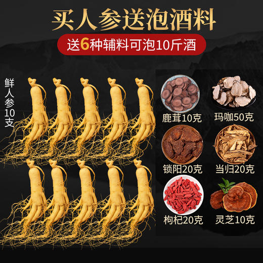 热售【酒浸保鲜参】长白山酒浸保鲜参+送6种散装泡酒材料 锁阳+鹿茸+当归+玛咖+灵芝+枸杞 商品图1