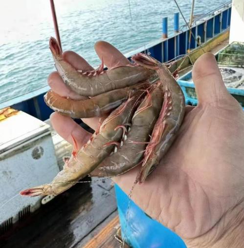 & 剑虾，滑皮虾，壳脆硬壳海虾，鲜甜补钙【活冻】 商品图8