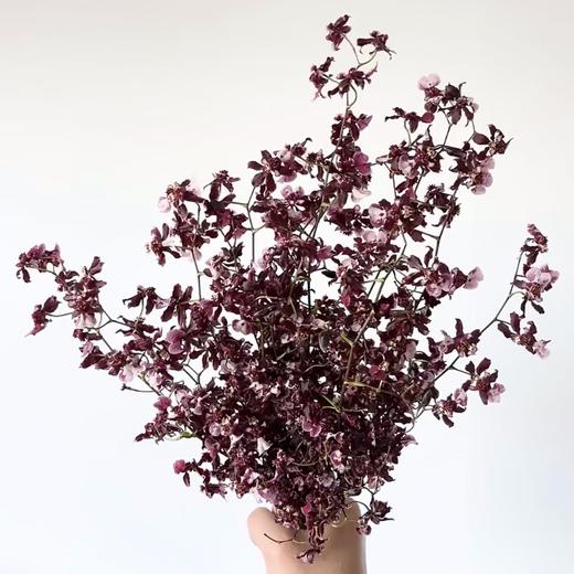 香水文心兰丨草花 商品图2