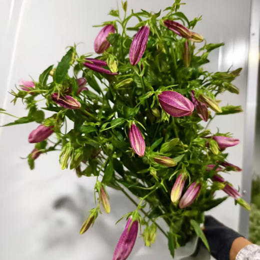 紫斑风铃 商品图1