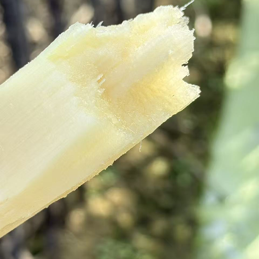 水果甘蔗，活动小果5斤19.9元，送削皮刀（广东省快递因政府刀具管控不送）