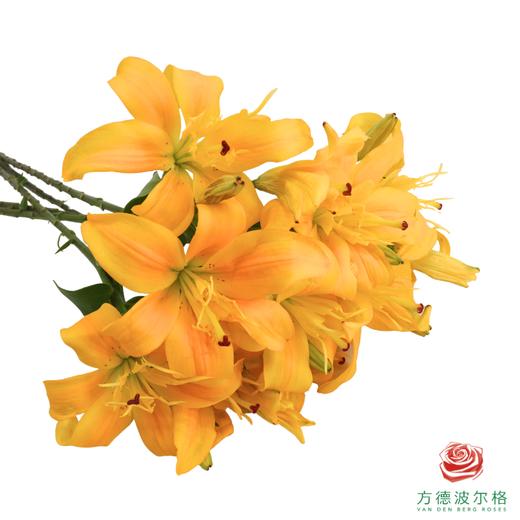 百合-蝴蝶女神黄色 5枝一扎 商品图1