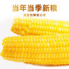 野三坡玉米3.68斤（8穂） 真空锁鲜非转基因黄糯玉米 鲜采玉米棒 /粮油调味 /杂粮 /谷米类 商品缩略图5