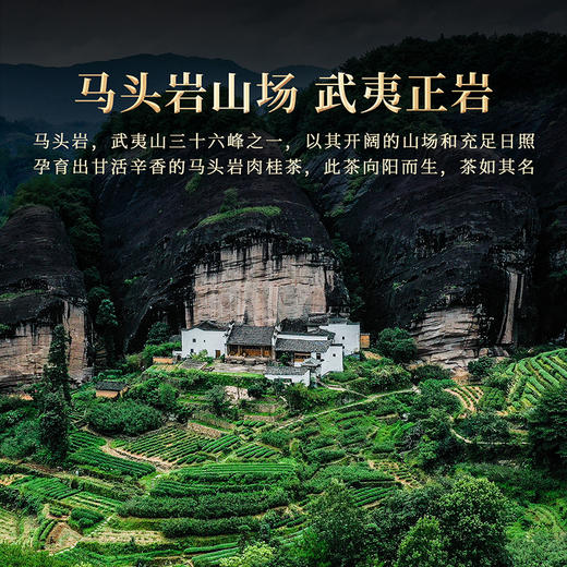 岩语 鉴山马头岩肉桂礼盒装 特级武夷岩茶中火乌龙茶 正岩系列送礼51g 商品图3