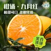 【京东快递】秭归九月红脐橙 专属于秋天的【甜】皮薄肉满 无籽无渣  糖度高达12° 9分甜1分酸10分香 BCS 商品缩略图0