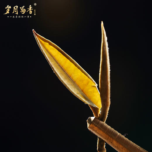 岁月留香-老树牡丹2016年 100克 商品图8