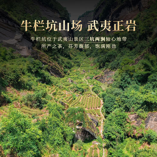 岩语 鉴山牛栏坑肉桂茶叶礼盒装 特级武夷正岩高端乌龙茶51g 商品图4