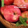 【任言记秦脆苹果】清甜脆嫩汁水足，皮薄肉厚口感佳，到手9枚， 5-6斤仅需104.9元！ 商品缩略图4