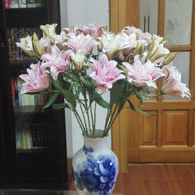 重瓣百合·伊莎贝拉