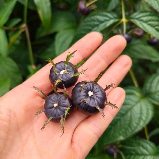 【顺丰快递】云南红果参 DBXS 商品图5