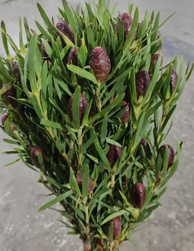 南非花材 | 木百合红色标签 Red Tag