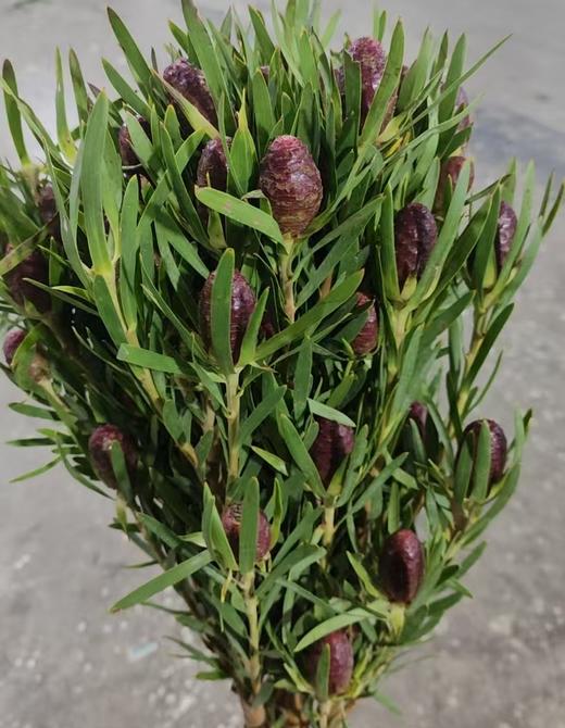 南非花材 | 木百合红色标签 Red Tag 商品图0