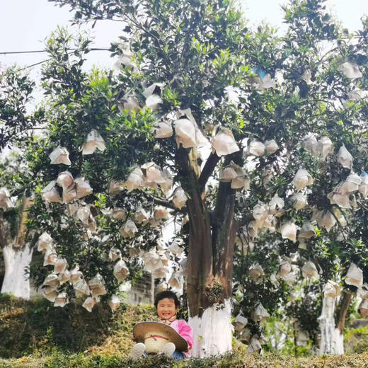 【有机认证】有机爱媛老树红美人果冻橙 入口化渣 果冻样细腻 商品图1