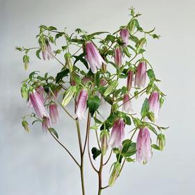 紫斑风铃丨草花