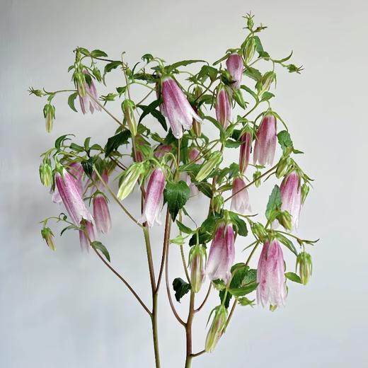 紫斑风铃丨草花 商品图0