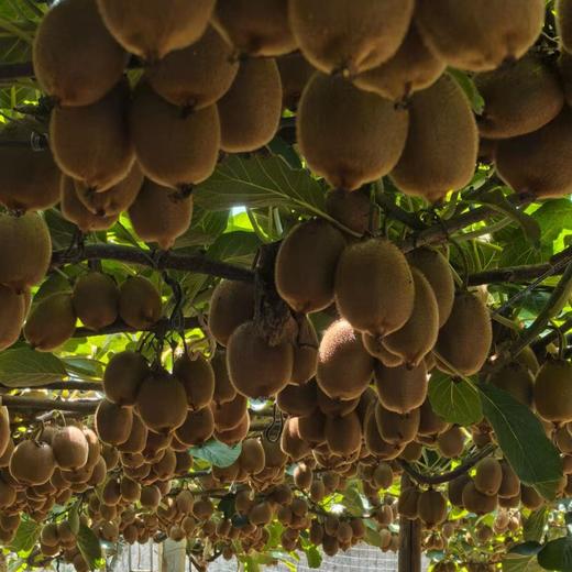 【即食瑞玉猕猴桃】无需等待，到手即食稀缺品种，比翠香还要高端的绿心猕猴桃，陕西周至树熟品质，到手削皮即食，爆甜无酸，果肉醇厚入口化渣，产地直发，都是新鲜下树的果子，新鲜，嫩甜~ 商品图1