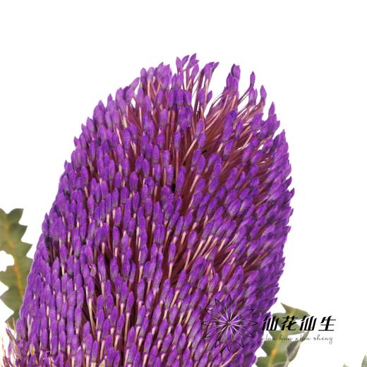 南非花材 | 班克木紫色Hookeriana Purple【可能染色不均匀，有色差， 介意慎拍】 商品图2
