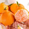 四川不知火丑橘 新鲜现摘 丑得特别 甜得出众 商品缩略图2