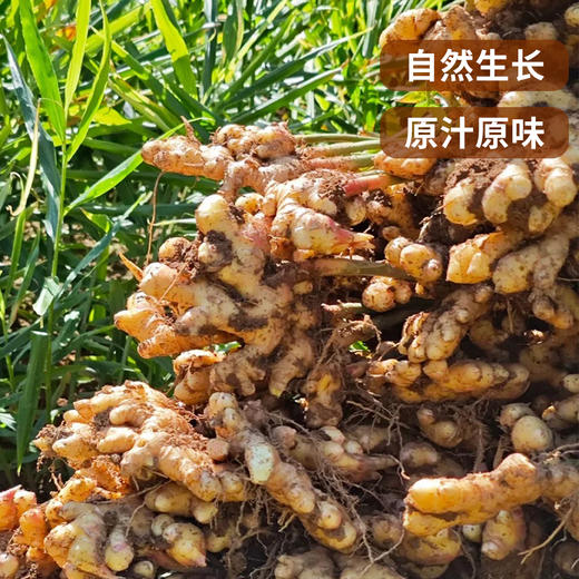 【云南小黄姜】现挖现发 基地直发 香气浓郁 辛辣十足 肉质细密 切面金黄 2种规格任选 商品图1
