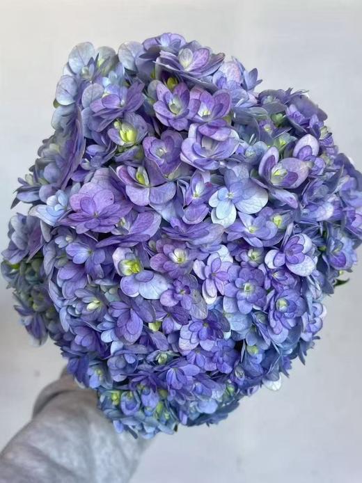 国产新品绣球合集 商品图4