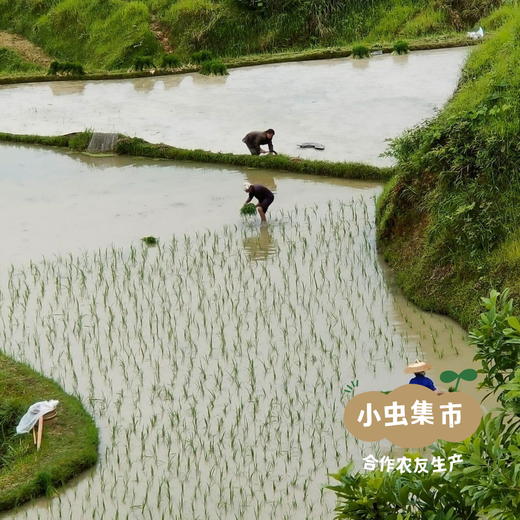 生态老品种芒岭粳米（保留大量胚芽）500g/袋 | 合作农友生产，来自贵州黎平洋洞村，生产者：杨邦荣 ＆【公平贸易农人定价】 商品图14
