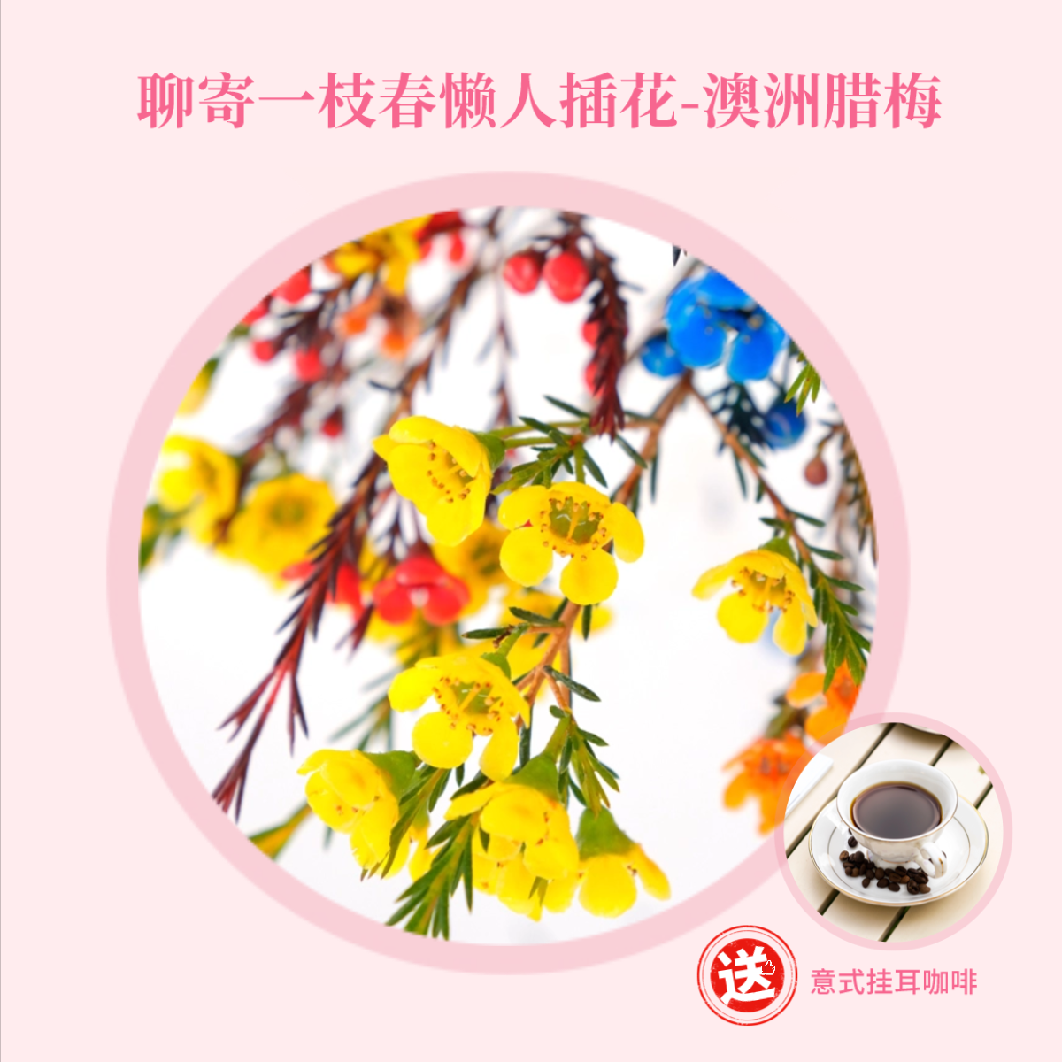 菜头商城 聊寄一枝春，云南懒人插花之〔澳洲腊梅〕A级