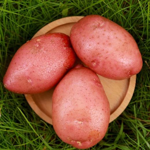 静乐有机红皮土豆【新挖出来的土豆】 商品图8