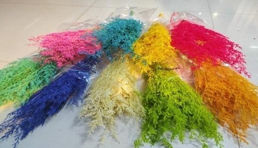 情人草-漂色 商品图0