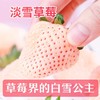 【邮政空运】草莓界的颜值天花板！淡雪白草莓，奶香蜜甜，一口沦陷！ 商品缩略图5