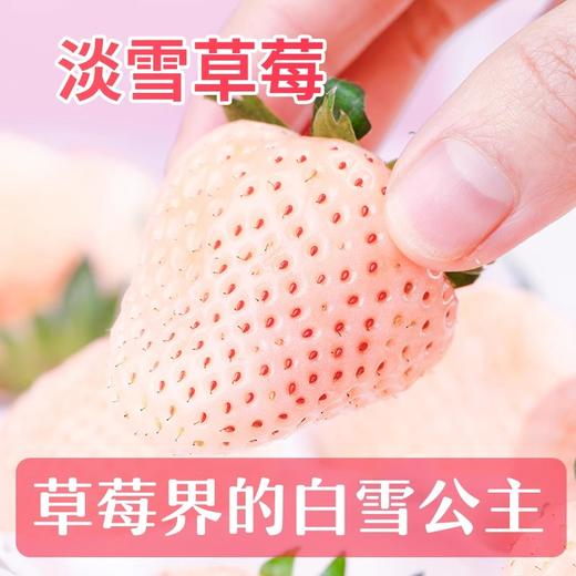 【邮政空运】草莓界的颜值天花板！淡雪白草莓，奶香蜜甜，一口沦陷！ 商品图5