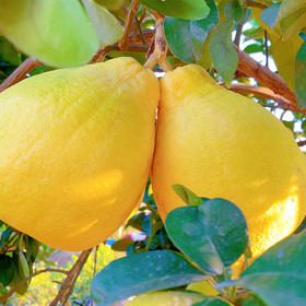 【顺丰快递】容县沙田柚特级果礼盒装