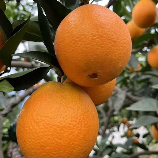 云阳纽荷尔脐橙！一件10斤装，中大果，普通地区58元顺丰包邮！ 商品图0