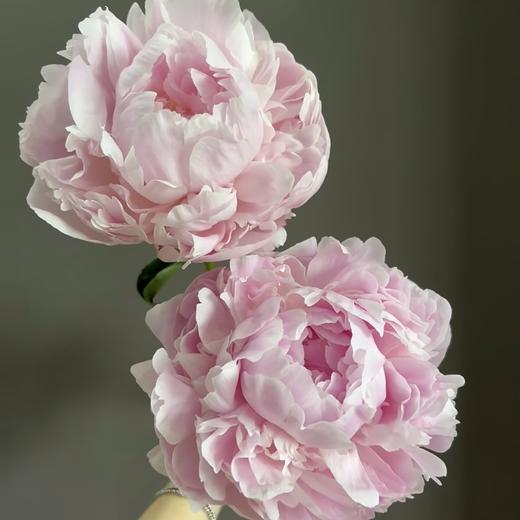 芍药丨枕边语丨新西兰进口 商品图0