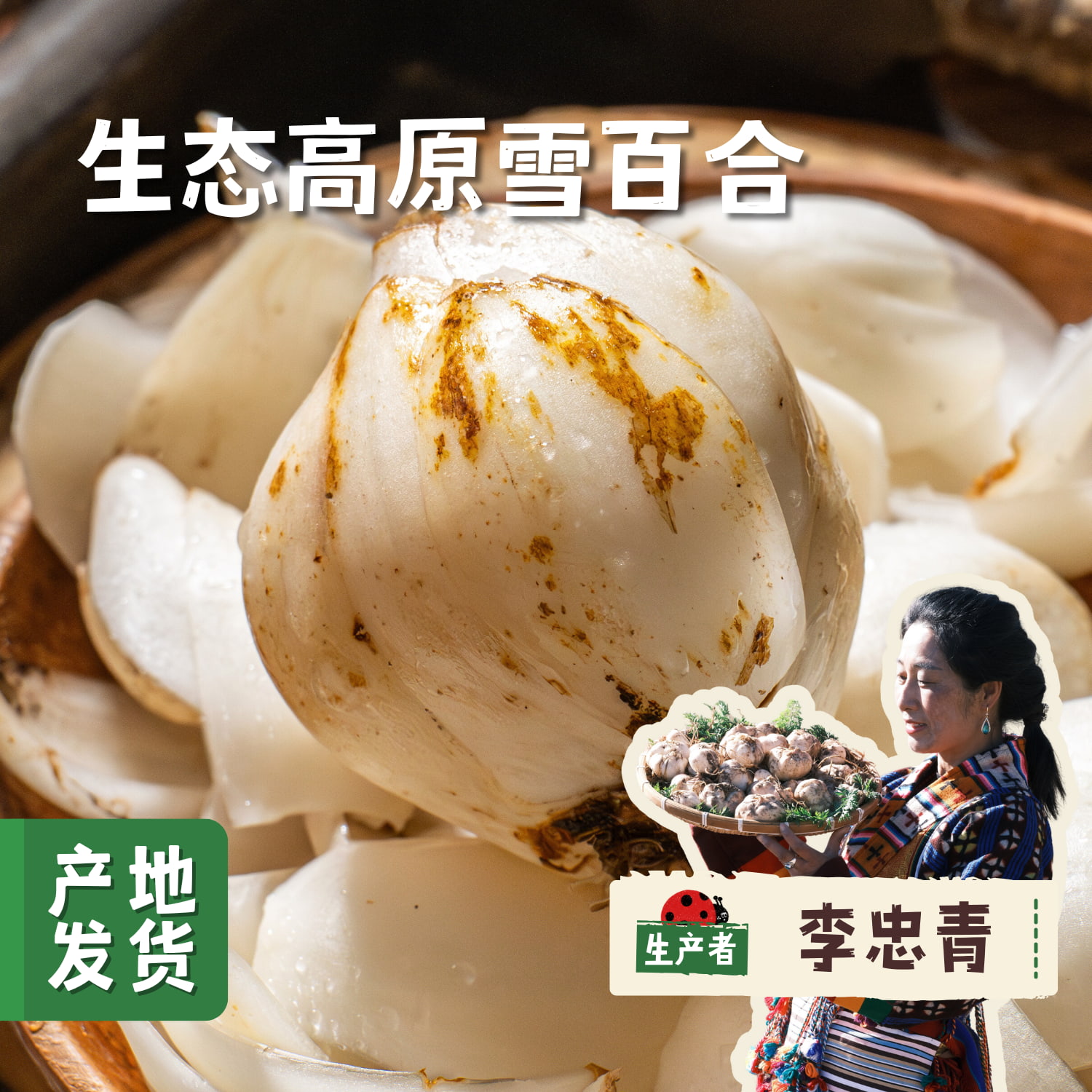【2025年甜蜜上市】生态高原雪百合 1斤/2斤 | 合作农友生产，产自云南香格里拉，生产者：李忠青 *【公平贸易农人定价】