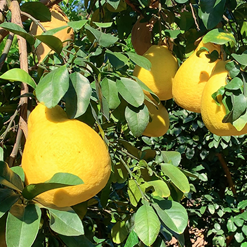 【顺丰快递】容县沙田柚特级果礼盒装【东北西北地区包邮】