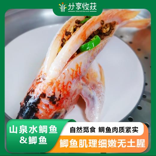 山泉水鲷鱼&鲫鱼 | 每周一截单周三发货 | 鲫鱼排单发货 | 合作生产 | 基地直发 * Mountain Spring Snapper & Crucian 商品图0