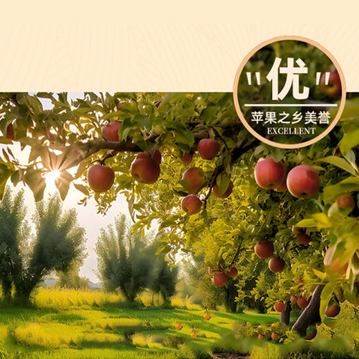 贵州威宁高原丑苹果/箱【GY】 商品图2