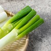 大葱 1根 商品缩略图2